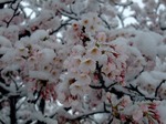 桜と雪景色　Cherry blossoms and snow scene 10